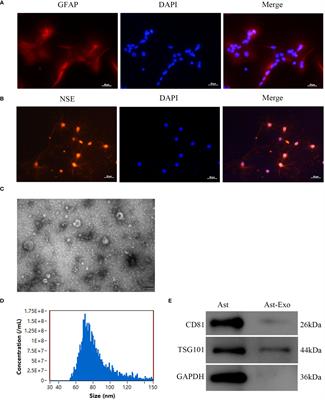 Astrocyte-derived exosomal miR-378a-5p mitigates cerebral ischemic neuroinflammation by modulating NLRP3-mediated pyroptosis